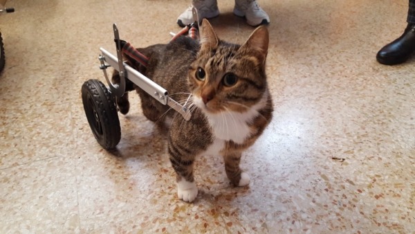 Mod. F 2015-L Fiore1 gatto