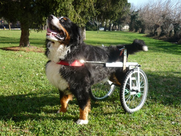 modello pennacchi (2) mod