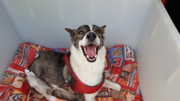 stella
